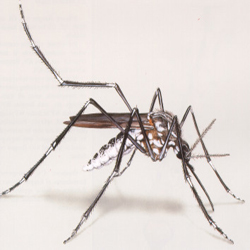 vecteur-de-la-dengue-aedes-aegypti
