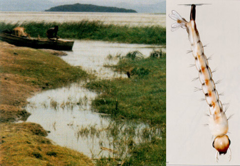 05-larve-de-moustique-en-zone-humide
